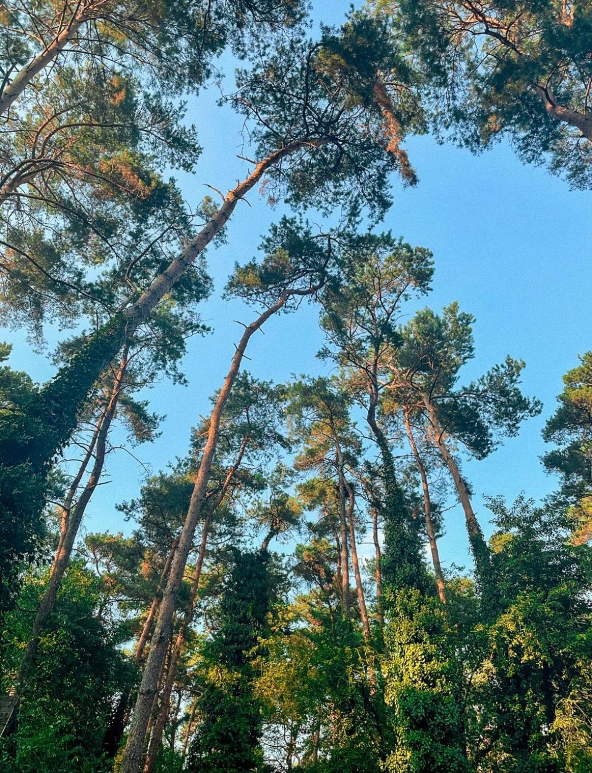 Boshuisje Pinus Sonnevijver Residences Lanaken Eksteriør bilde