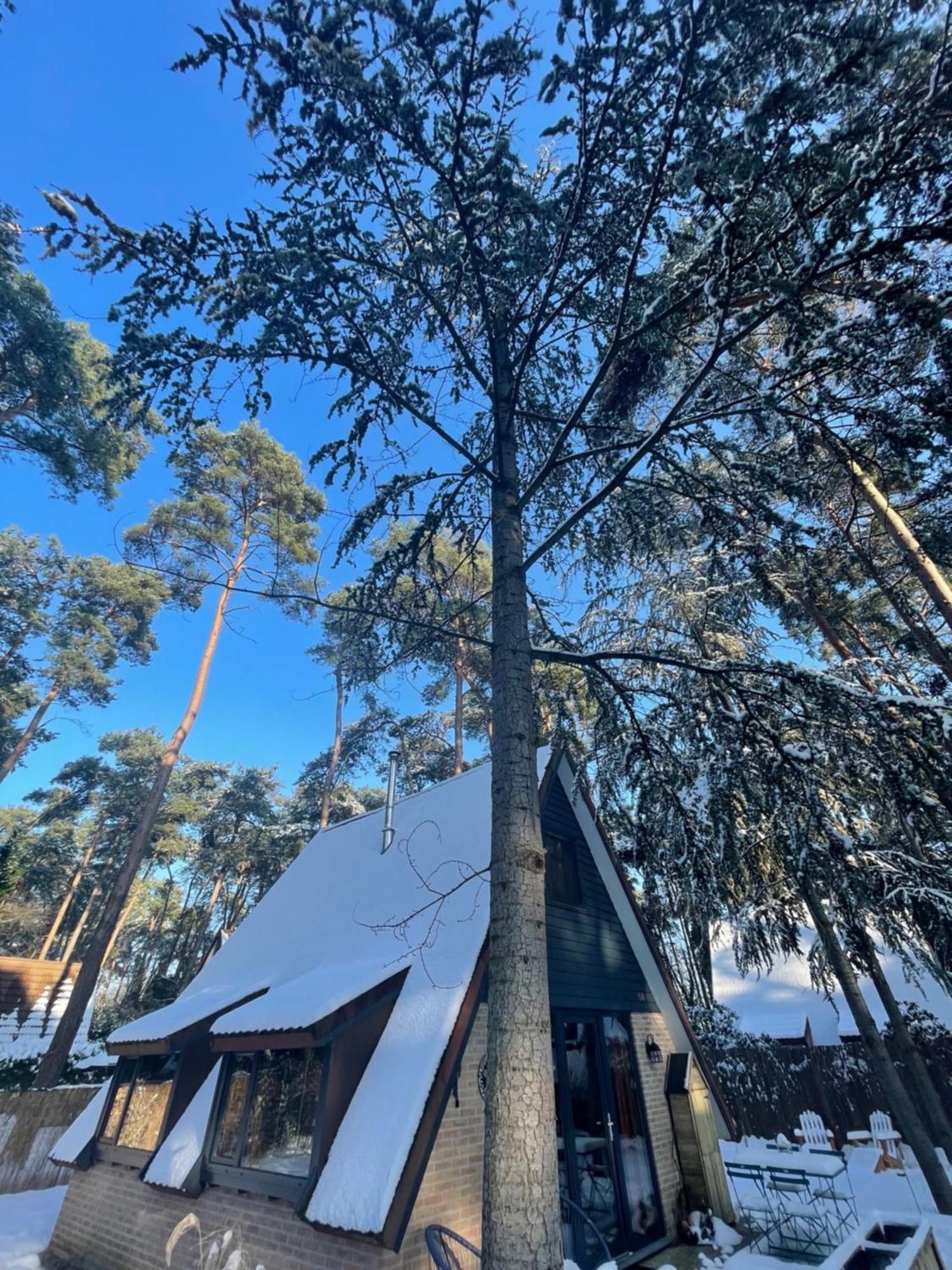 Boshuisje Pinus Sonnevijver Residences Lanaken Eksteriør bilde