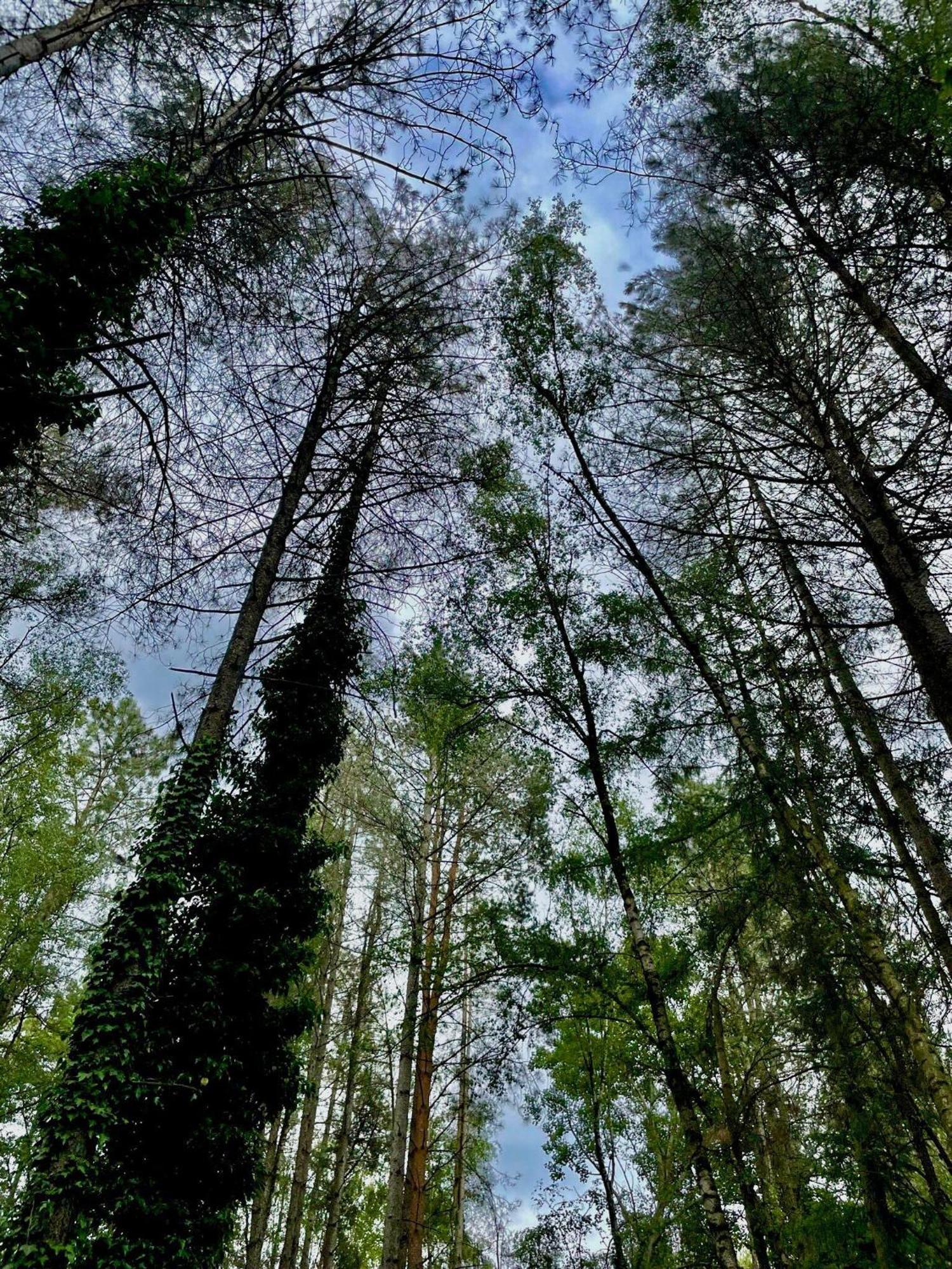 Boshuisje Pinus Sonnevijver Residences Lanaken Eksteriør bilde